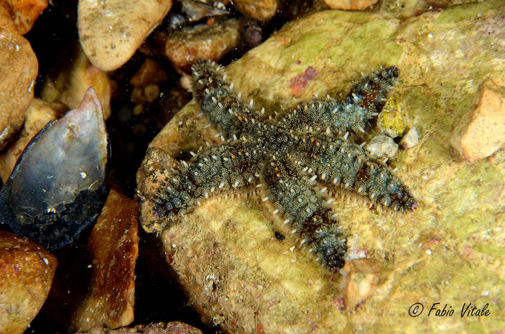 Marthasterias glacialis giovanili